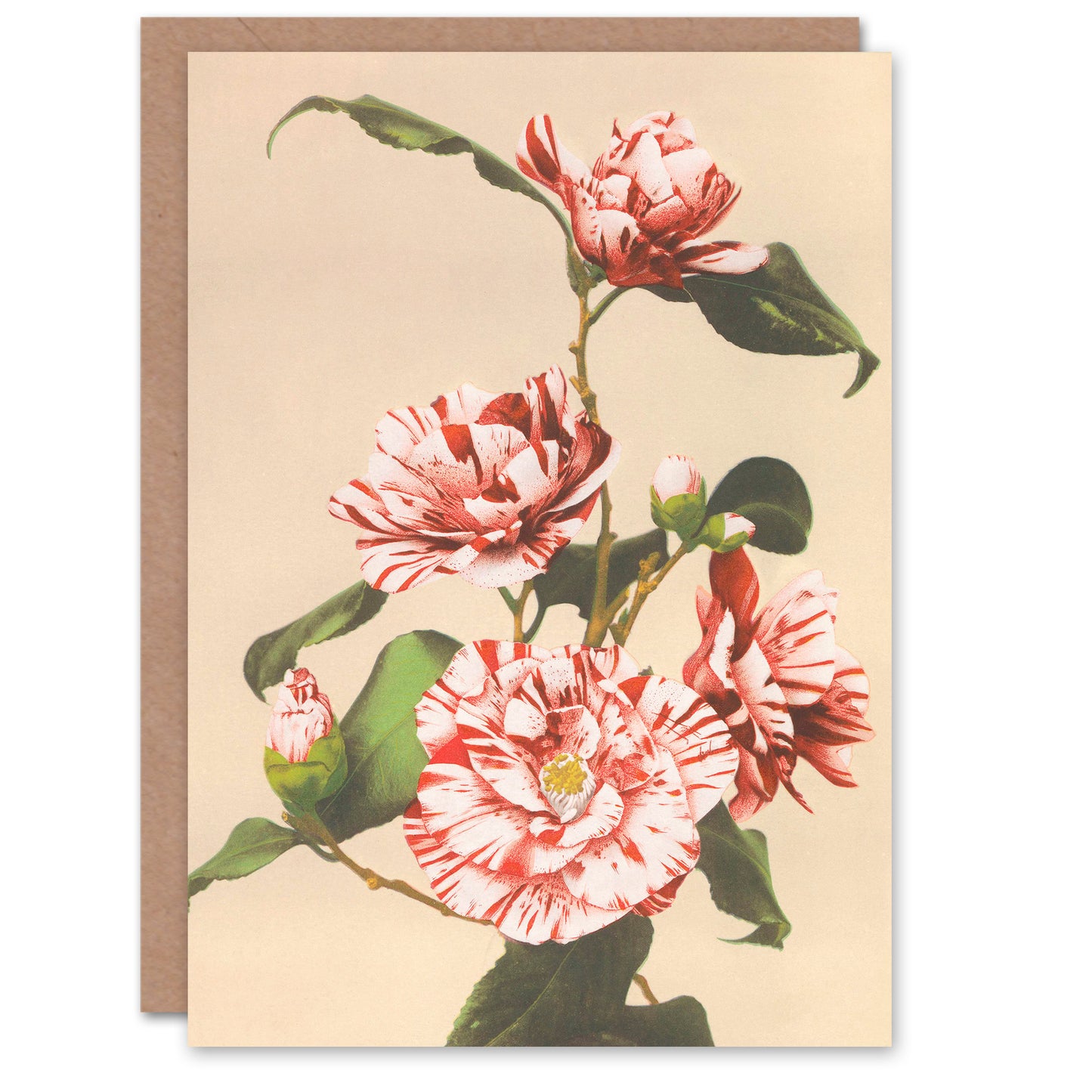 Ogawa Kazumasa Striped Camellias Vintage Japanese Greetings Card