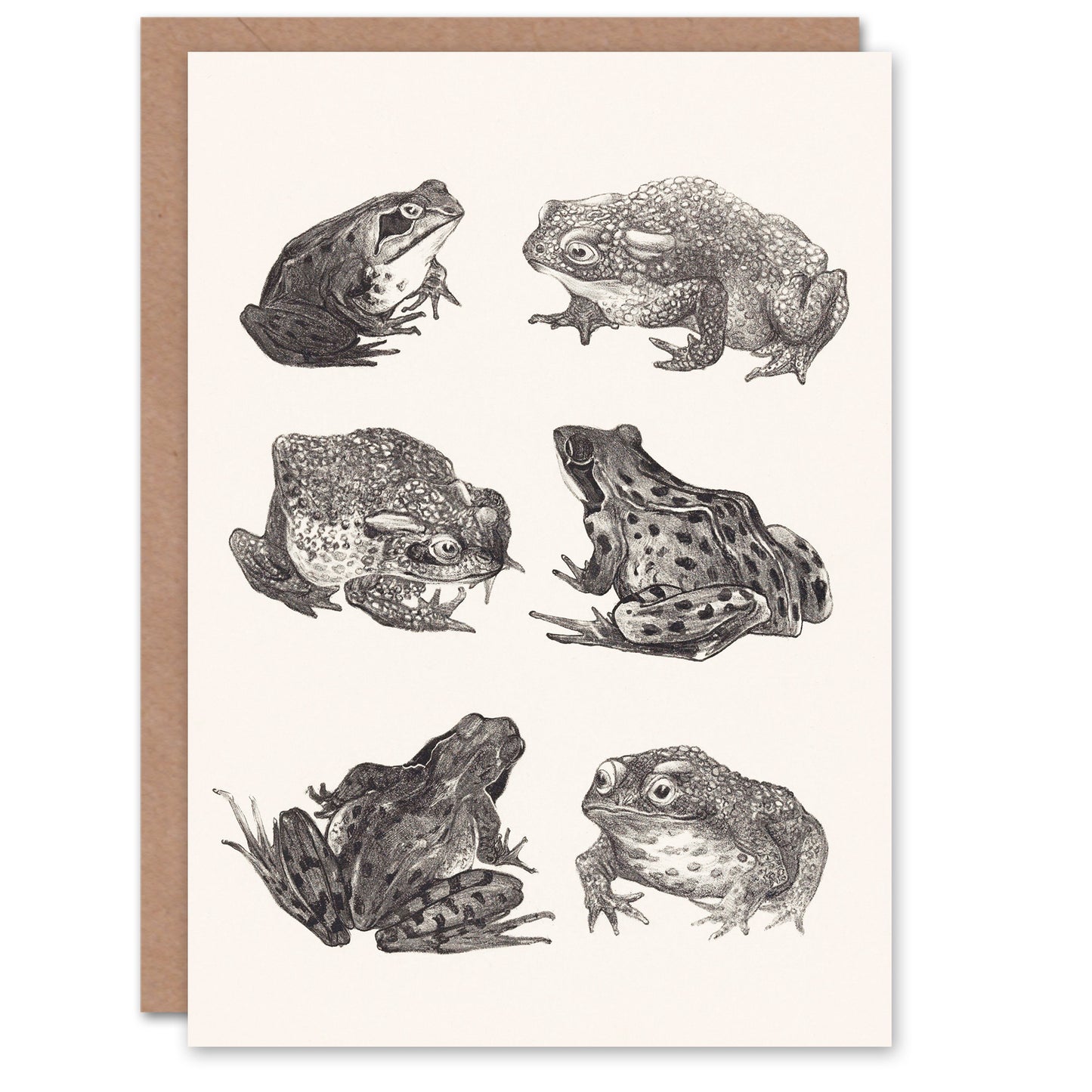 Theo van Hoytema Six Frogs and Toads Pencil Drawing Greetings Card