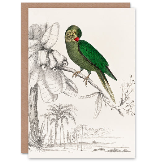 Oliver Goldsmith Green Parakeet Parrot Drawing Greetings Card