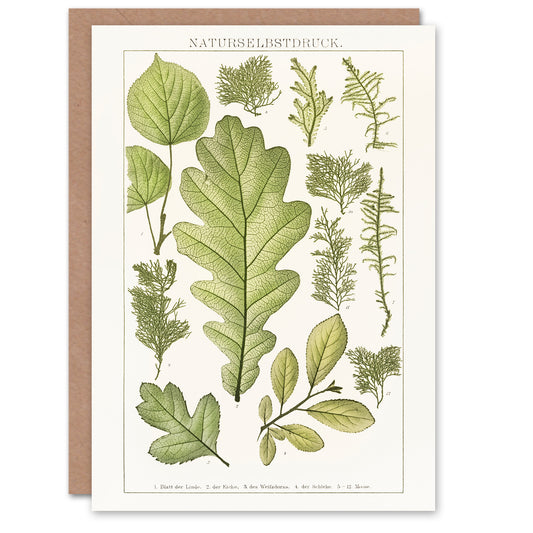 Brockhaus Lexikon Art Card Plant Lover Botanical Leaves