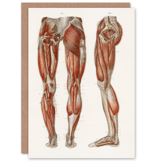 Carl Ernst Bock Art Card Leg and Feet Muscle Anatomy
