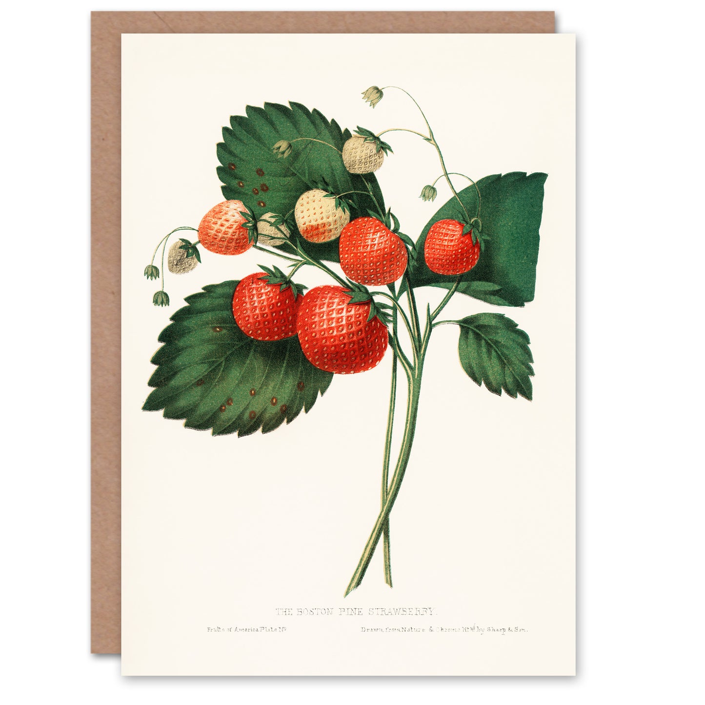 Charles Hovey Art Card Boston Pine Strawberry Plant