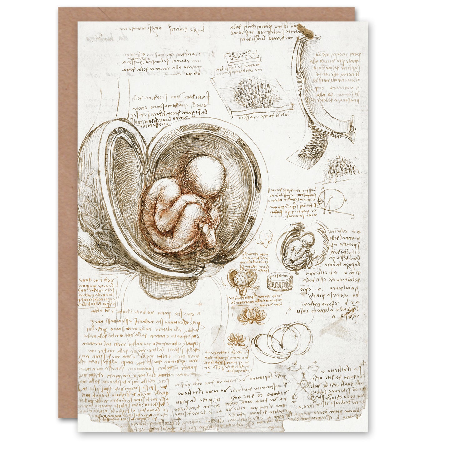 Leonardo da Vinci Art Card Studies of the Foetus in the Womb