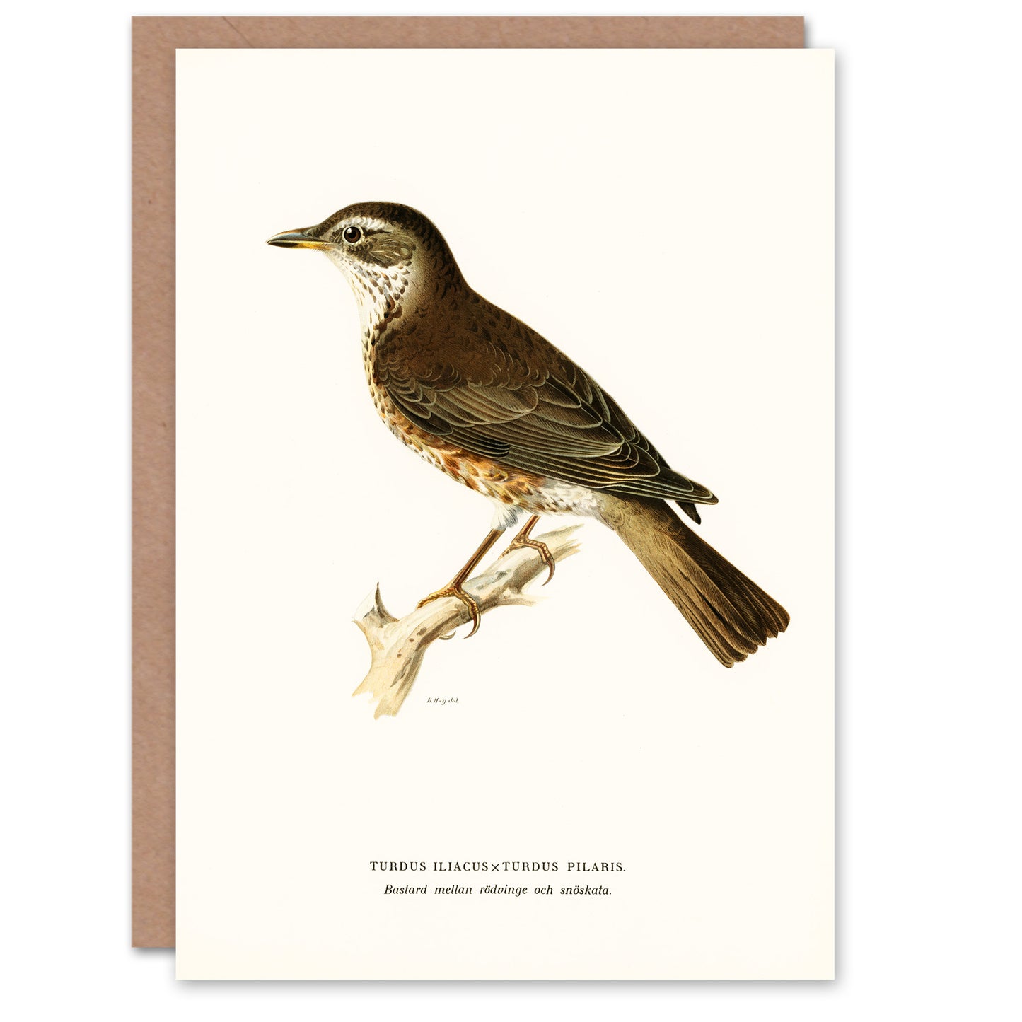 Von Wright Brothers Art Card Redwing Bird Turdus Iliacus