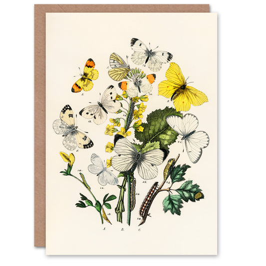 William Forsell Kirby Art Card Caterpillars and Butterflies