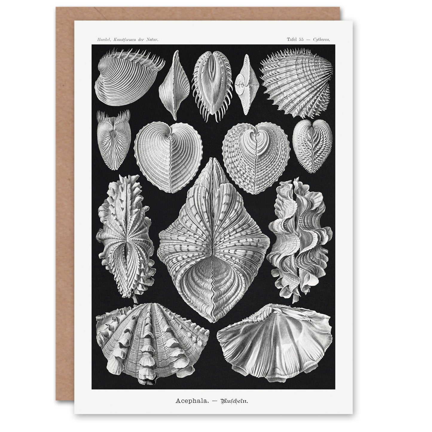 Ernst Haeckel Art Card Acephala Mollusks Clams Oysters