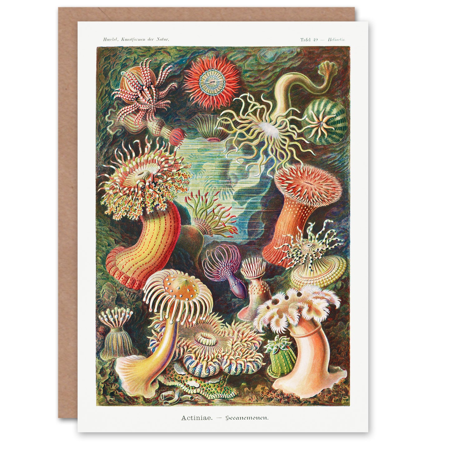 Ernst Haeckel Art Card Sea Anemone Marine Landscape