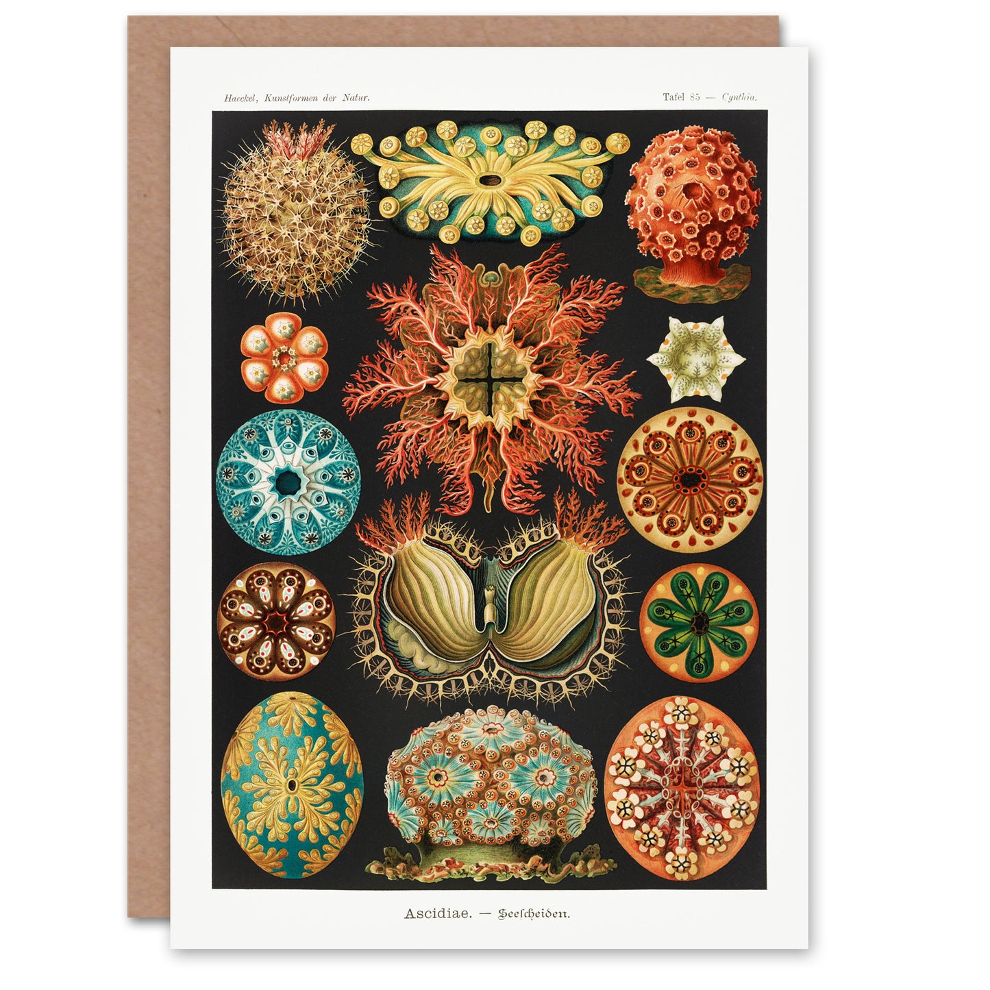 Ernst Haeckel Art Card Ascidiae Colourful Marine Life