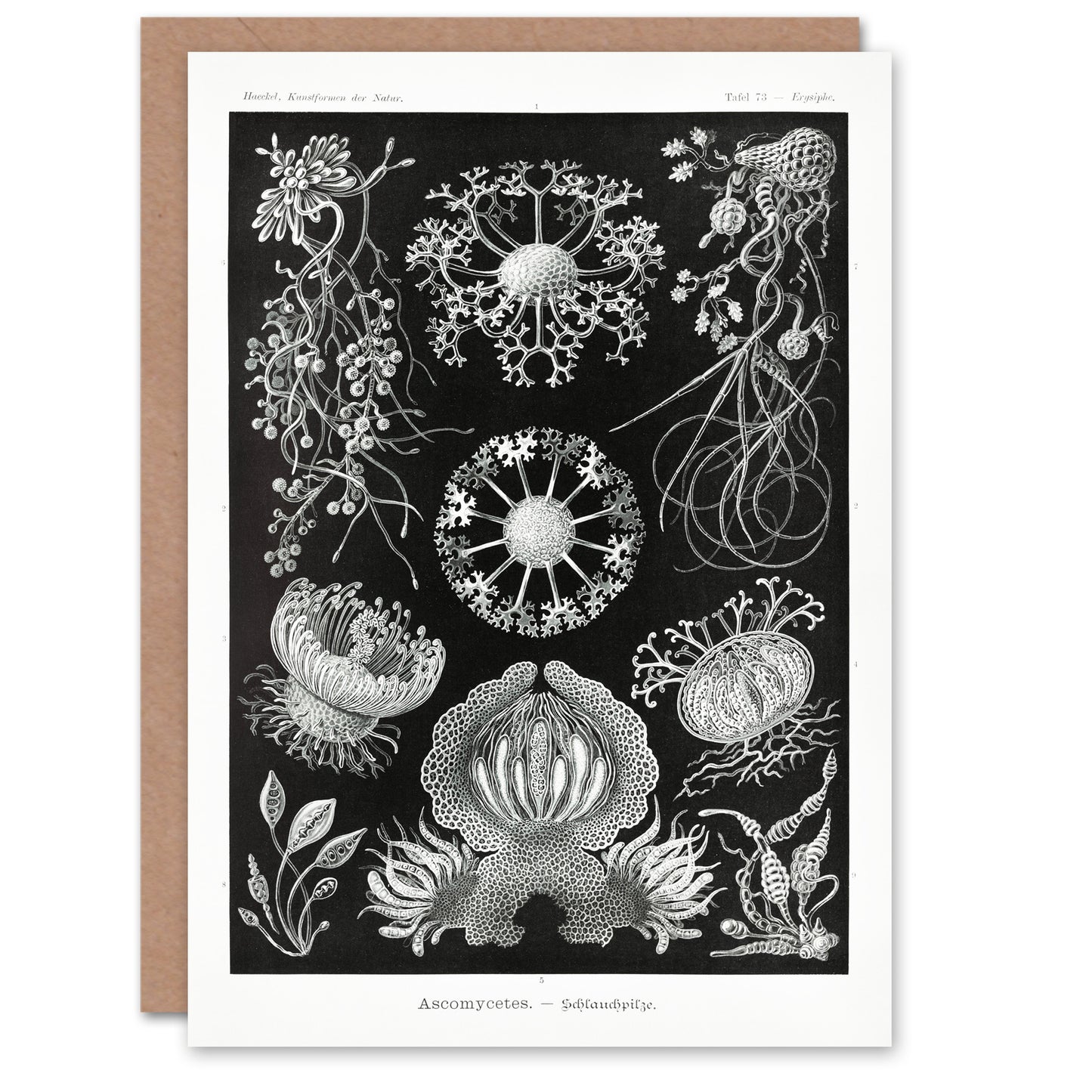 Ernst Haeckel Art Card Ascomycetes Fungi Species Vintage