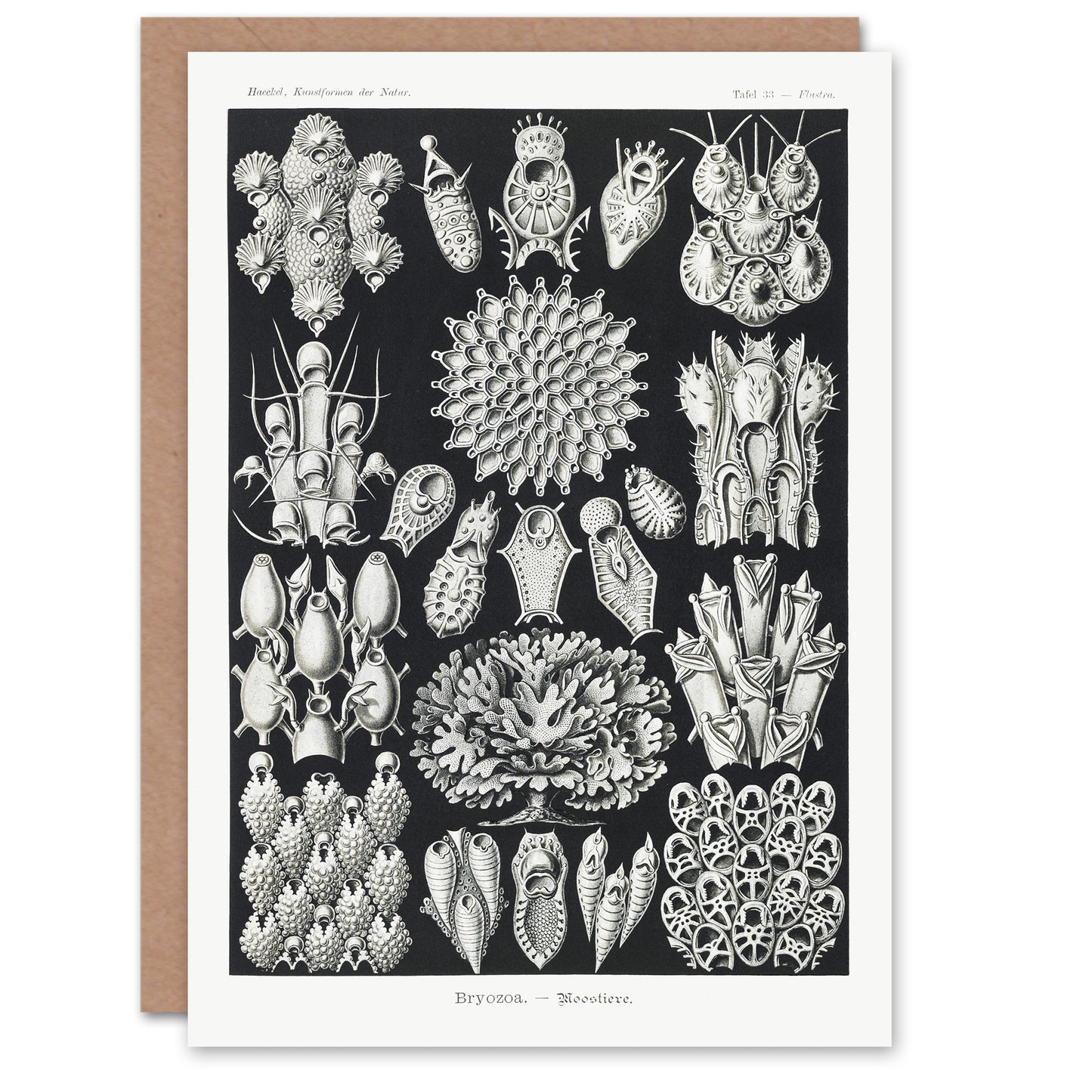 Ernst Haeckel Art Card Bryozoa Aquatic Invertebrates