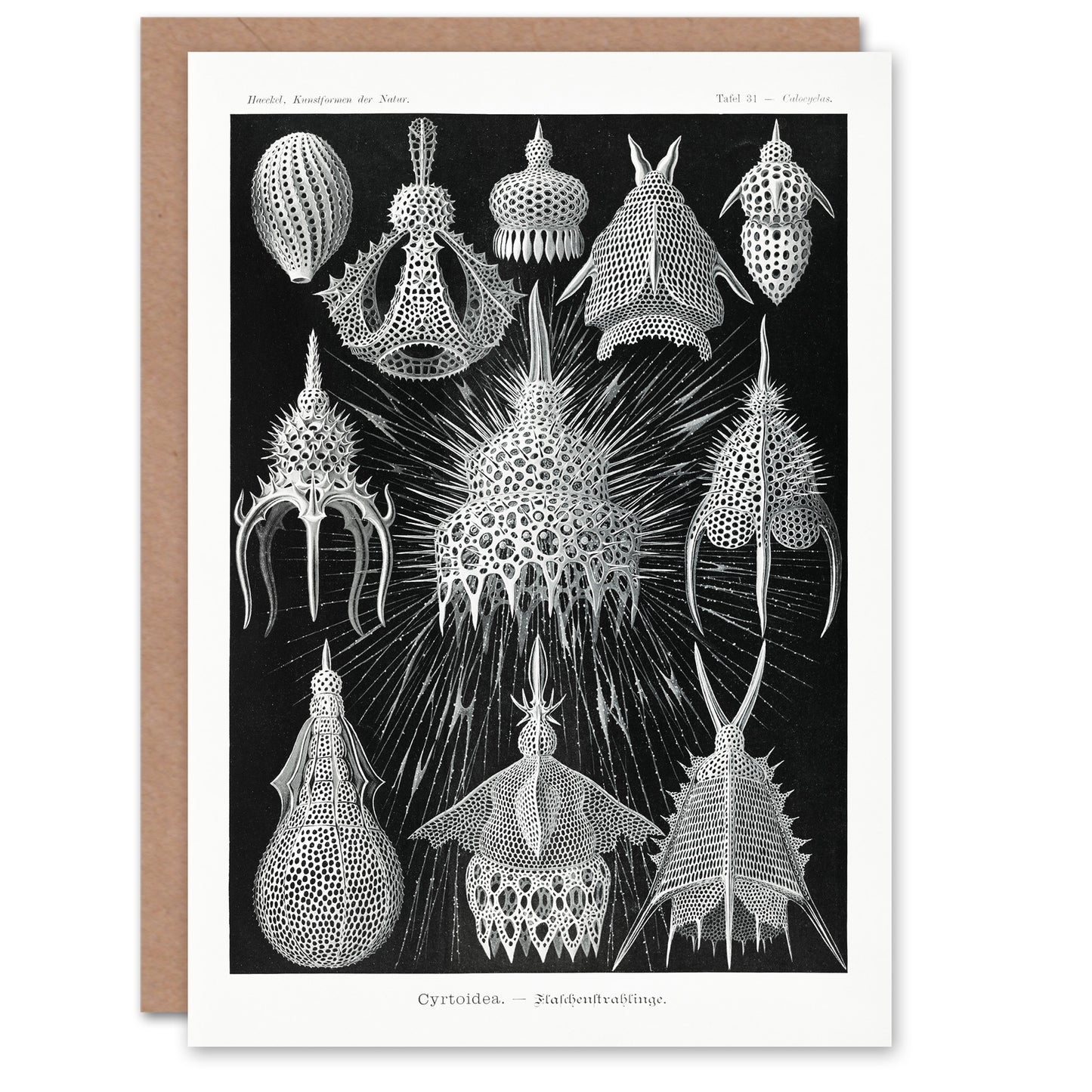 Ernst Haeckel Art Card Crytoidea Marine Microorganisms