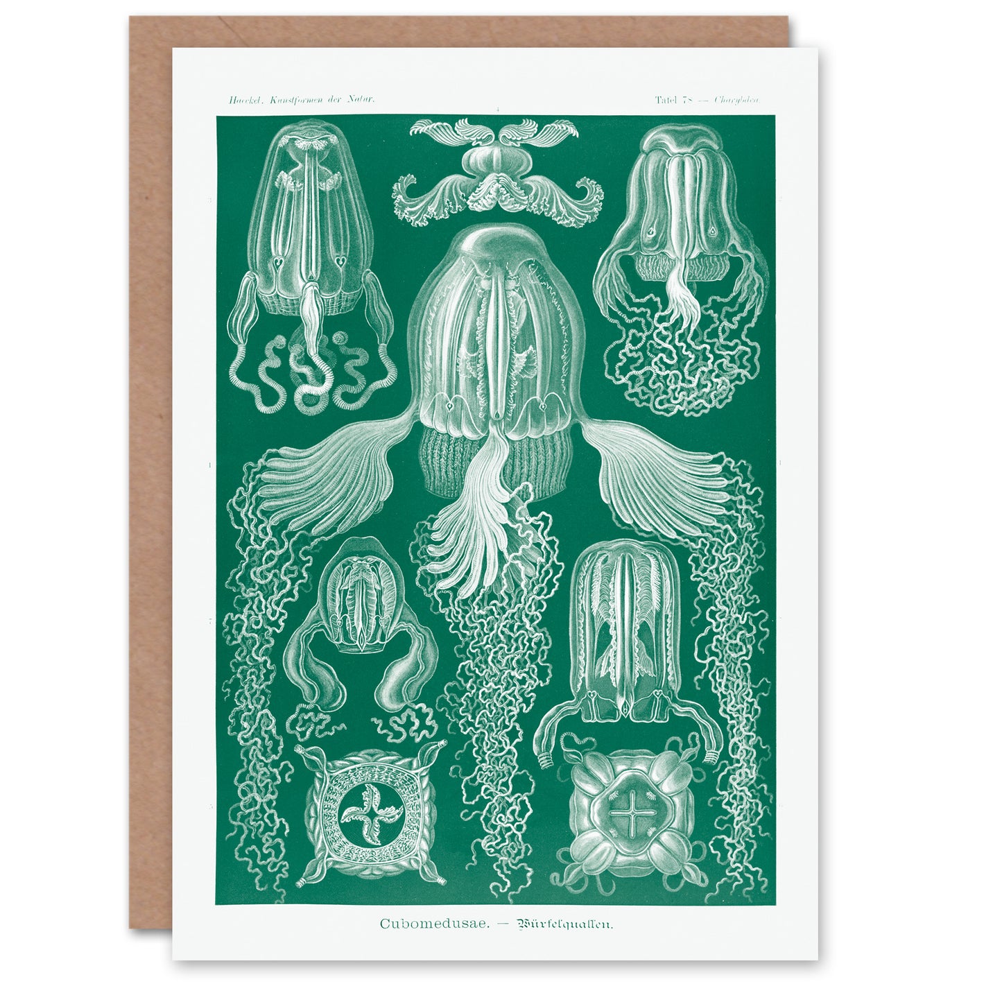 Ernst Haeckel Art Card Cubomedusae Jellyfish Species