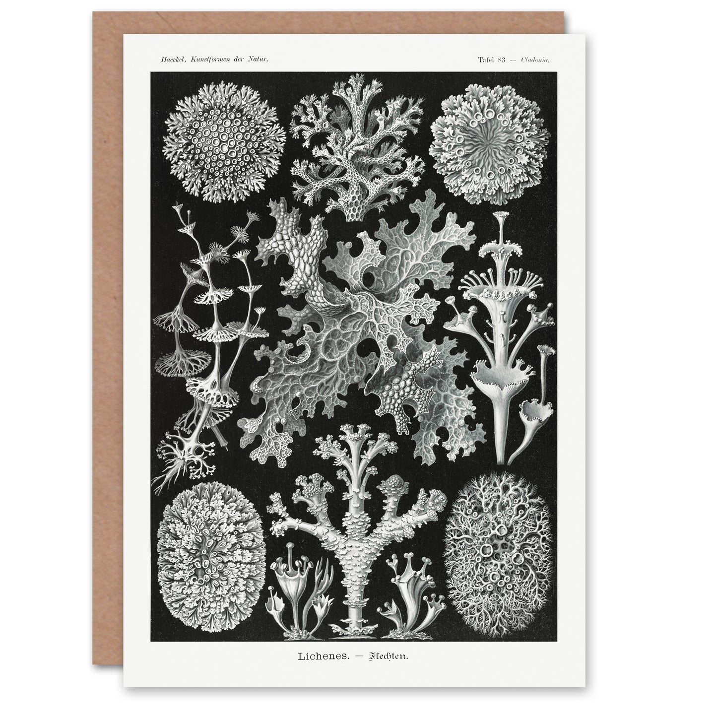 Ernst Haeckel Art Card Lichen Species Vintage Illustration