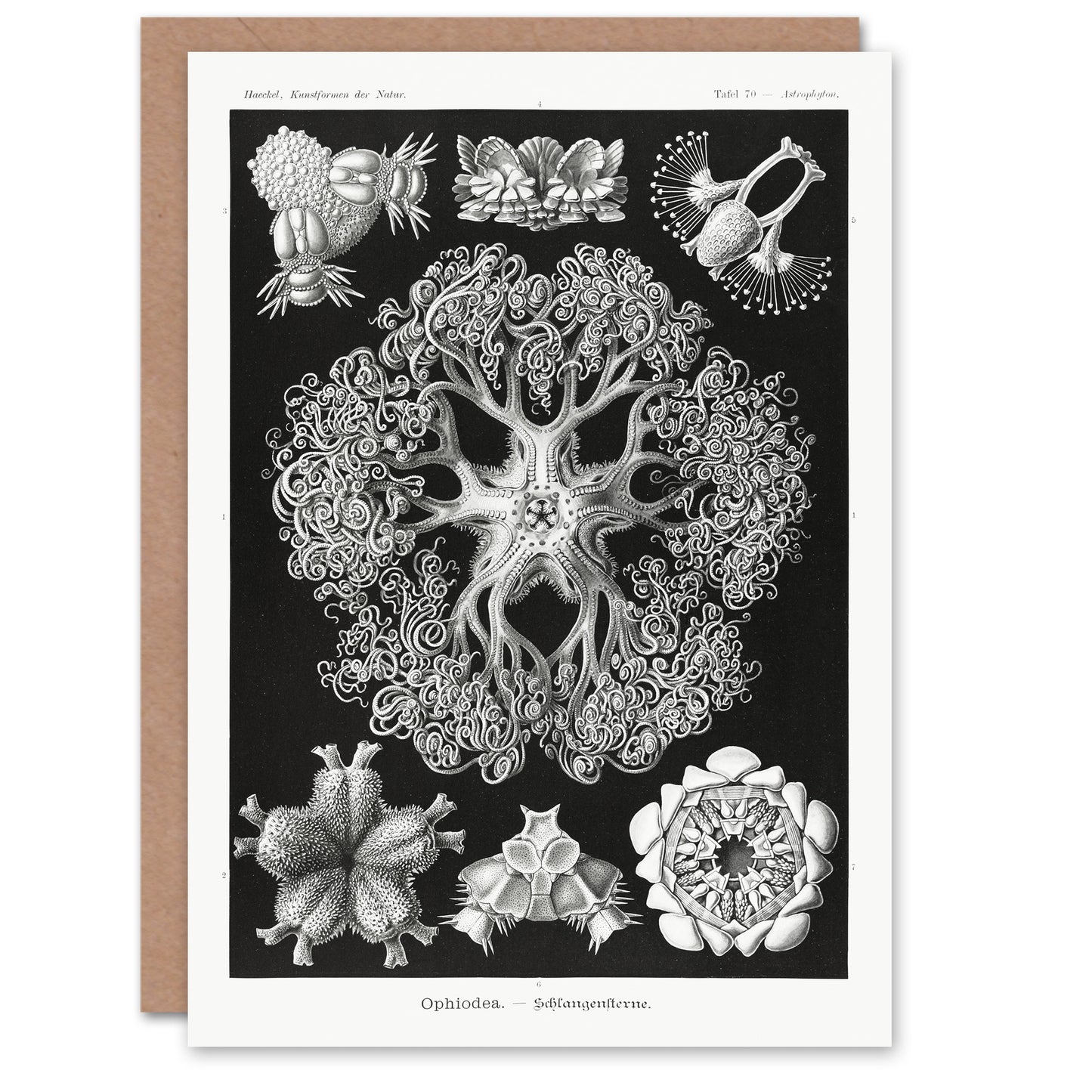 Ernst Haeckel Art Card Ophiodea Brittle Stars Illustration