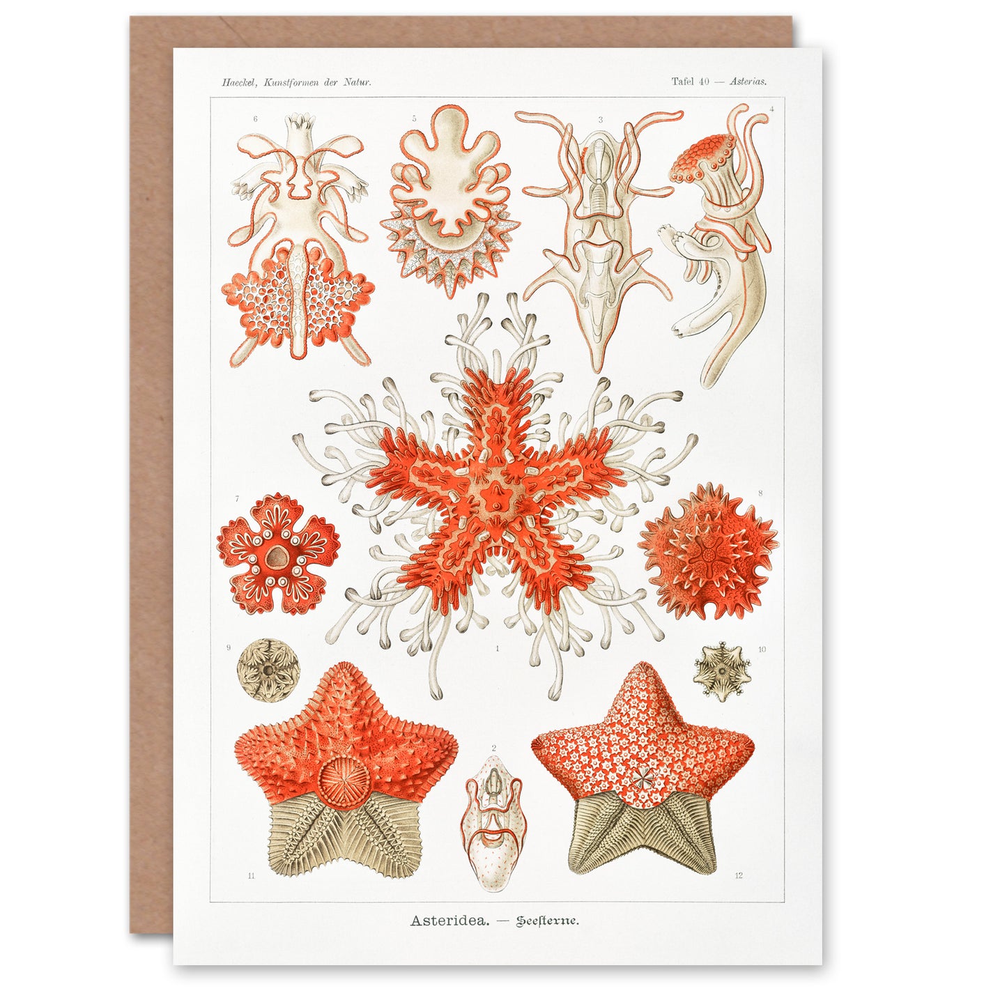 Ernst Haeckel Art Card Asteridea Starfish Species