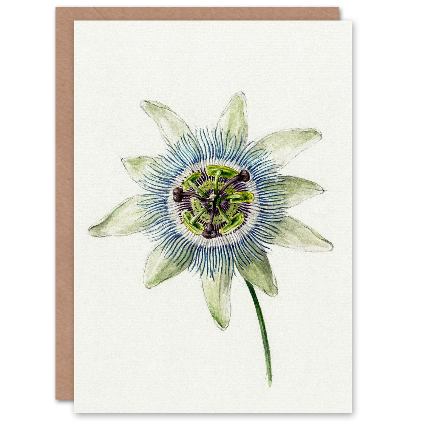 Jean Bernard Art Card Passion Flower Bloom Floral Drawing