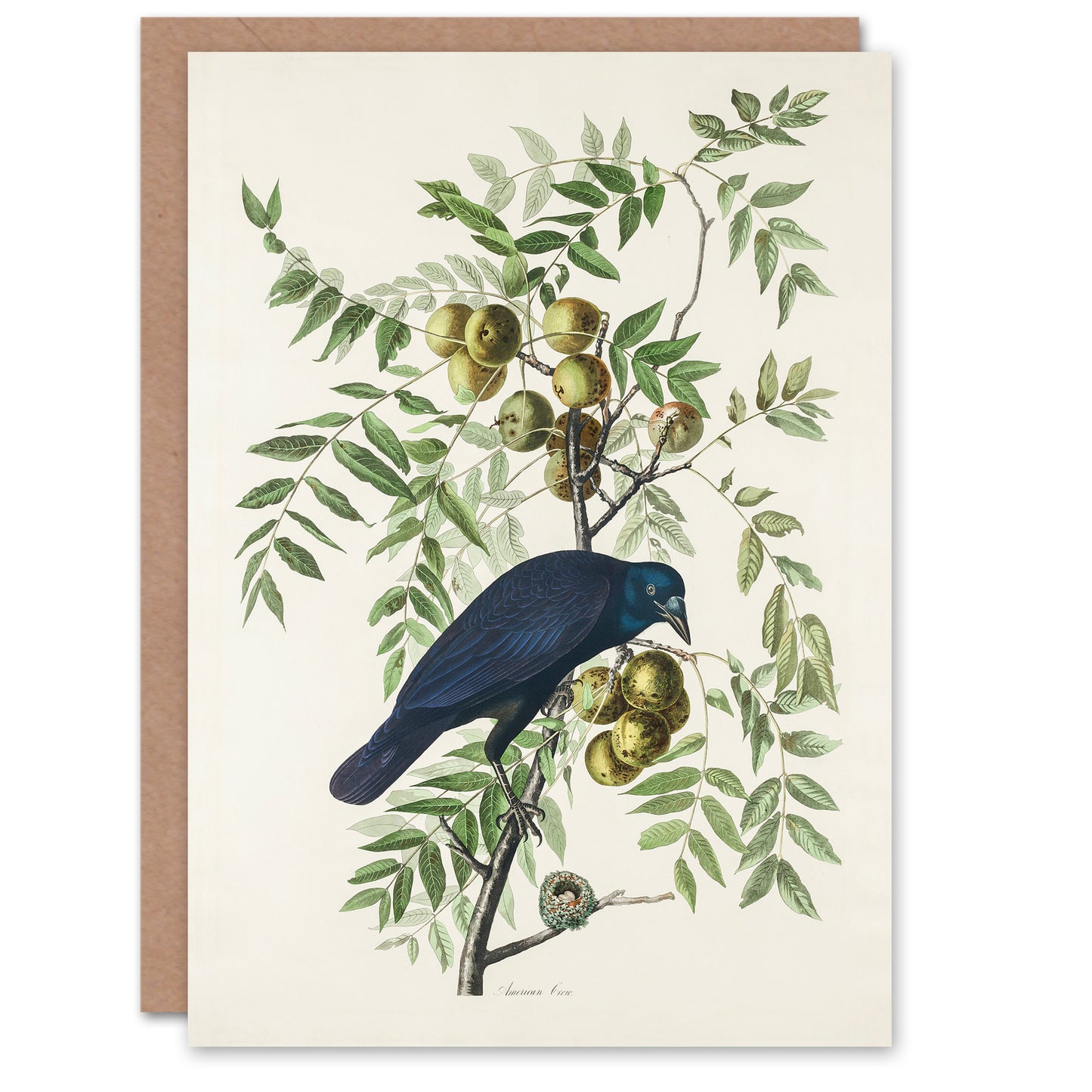 John James Audubon Art Card American Crow on Walnut Tree
