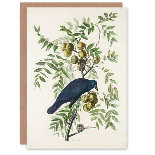 John James Audubon Art Card American Crow on Walnut Tree