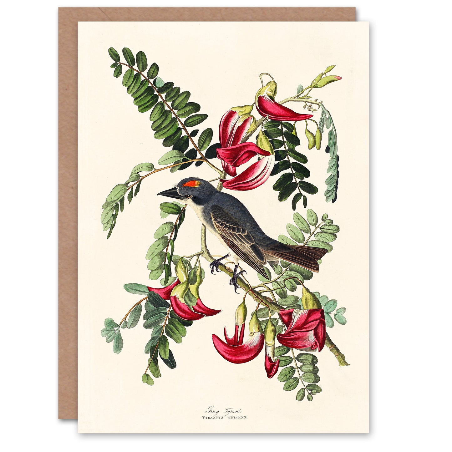 John James Audubon Art Card Birds of America Piping Flycatcher