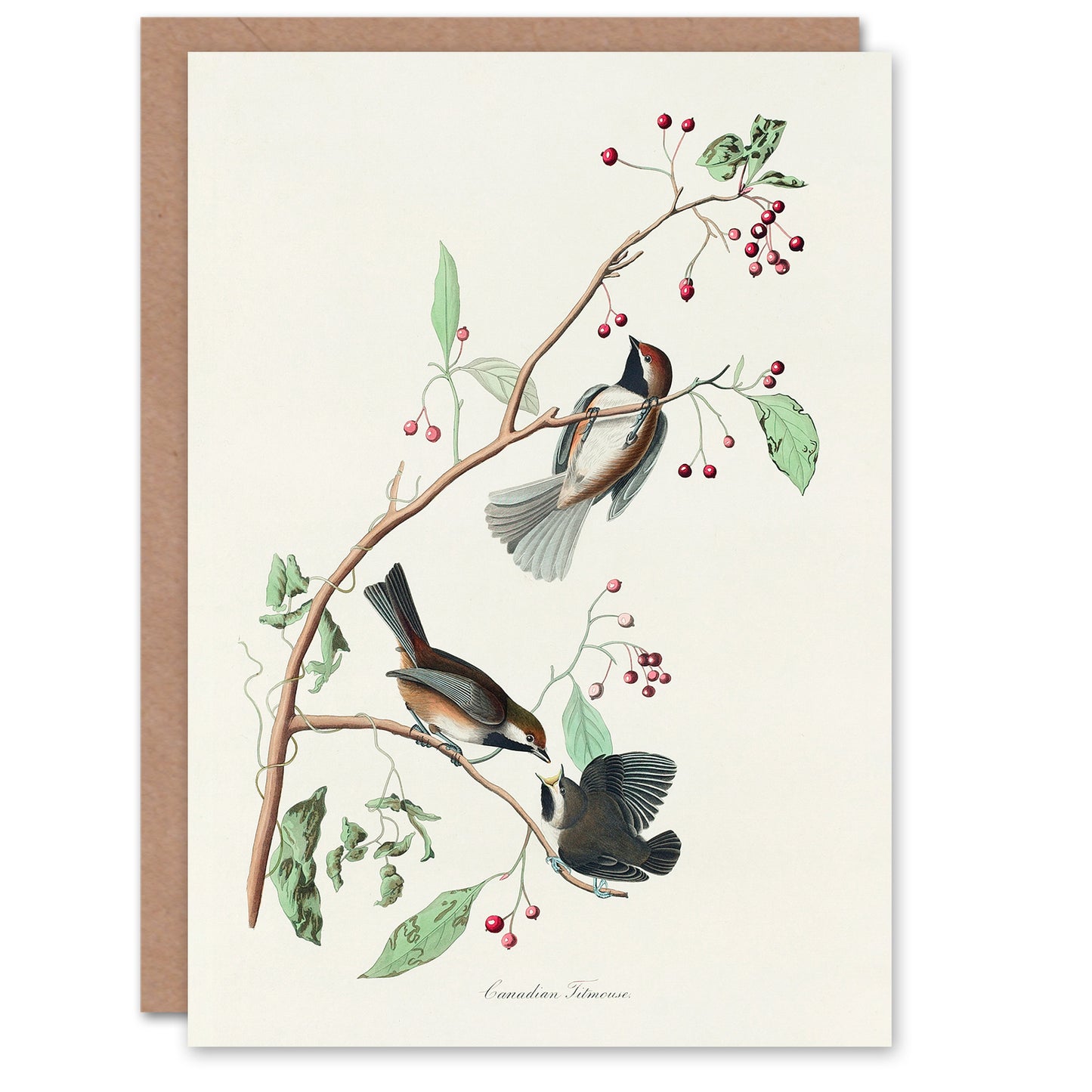 John James Audubon Art Card Canadian Titmouse Bird