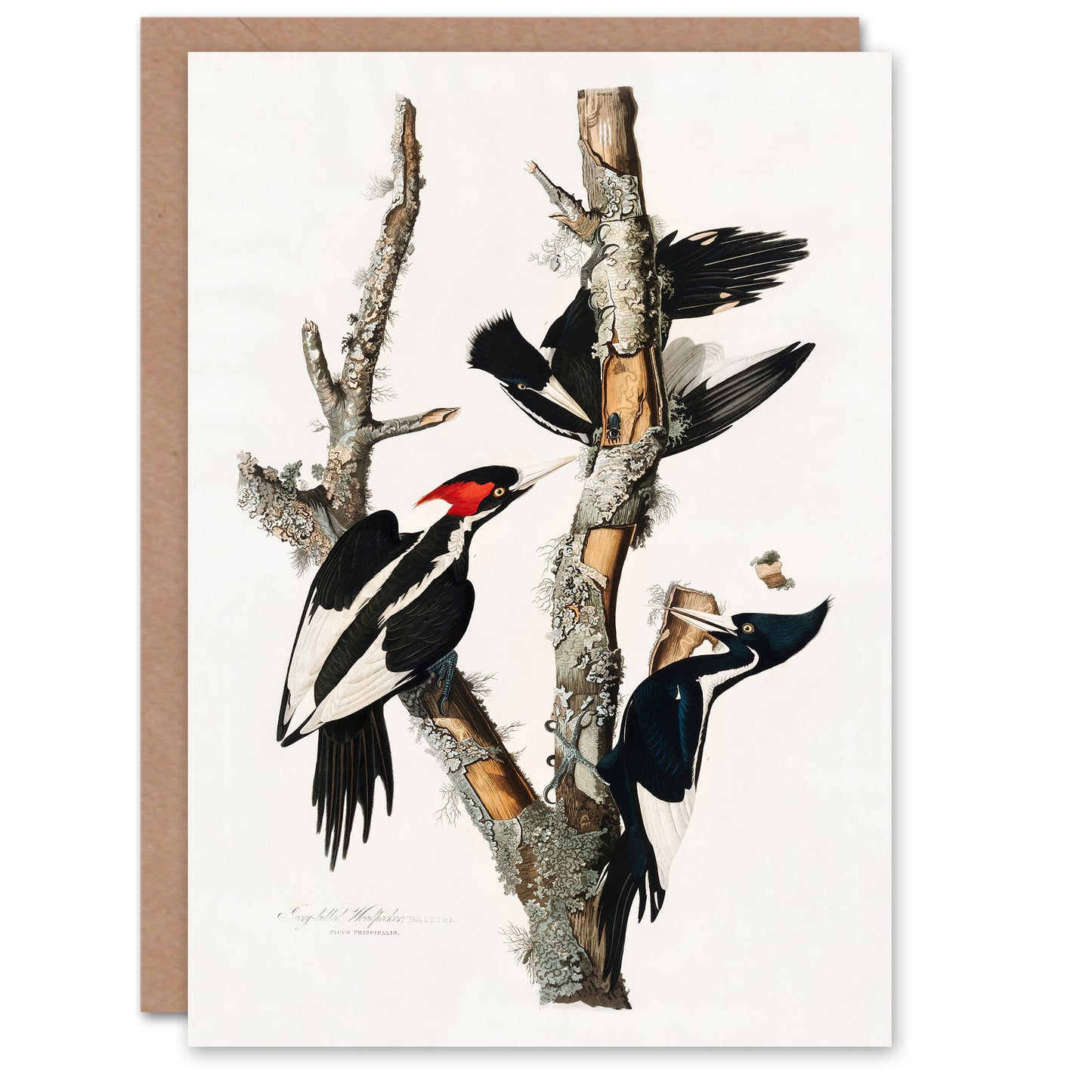 John James Audubon Art Card Ivory Billed Woodpecker
