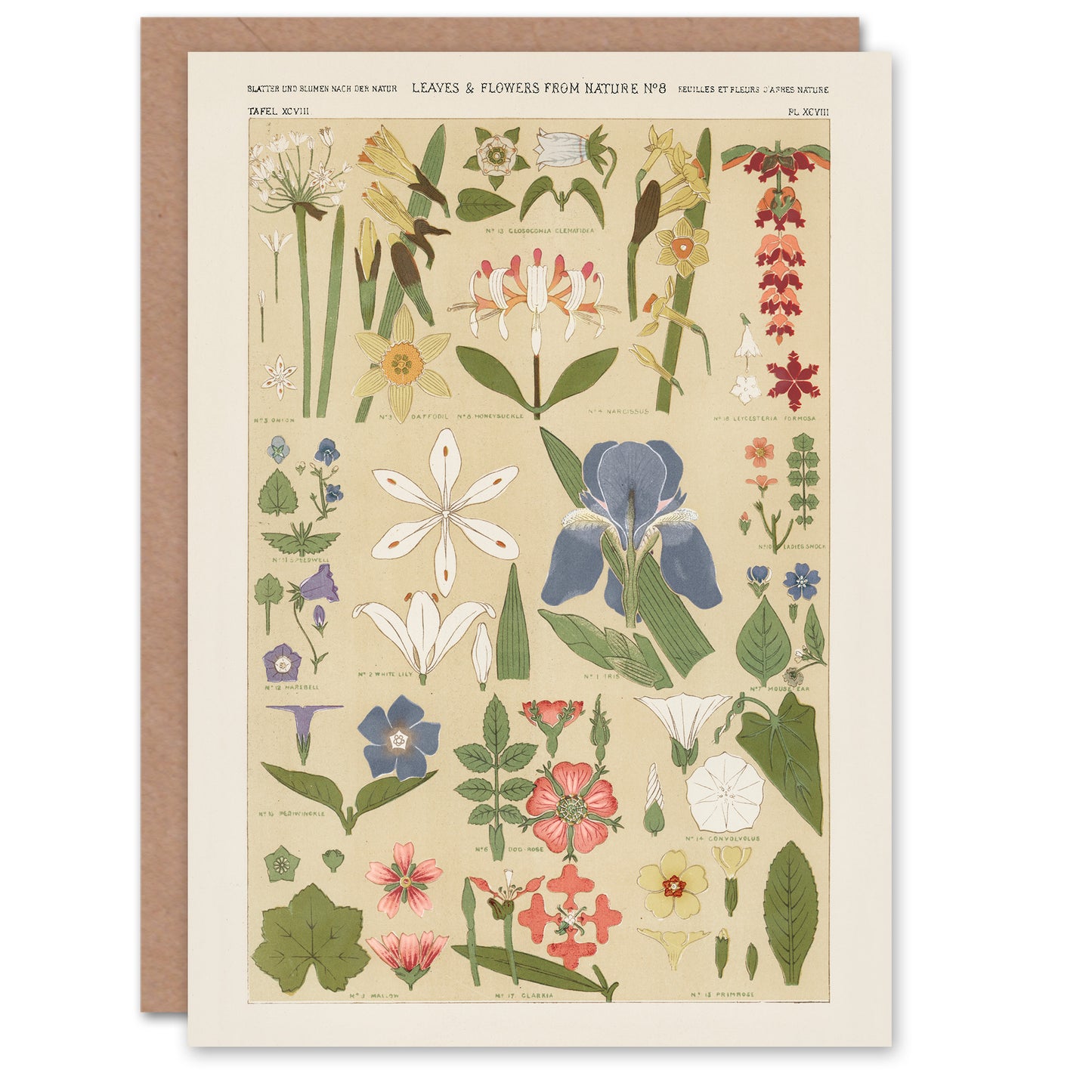 Owen Jones Art Card Leaves and Flowers From Nature No 8