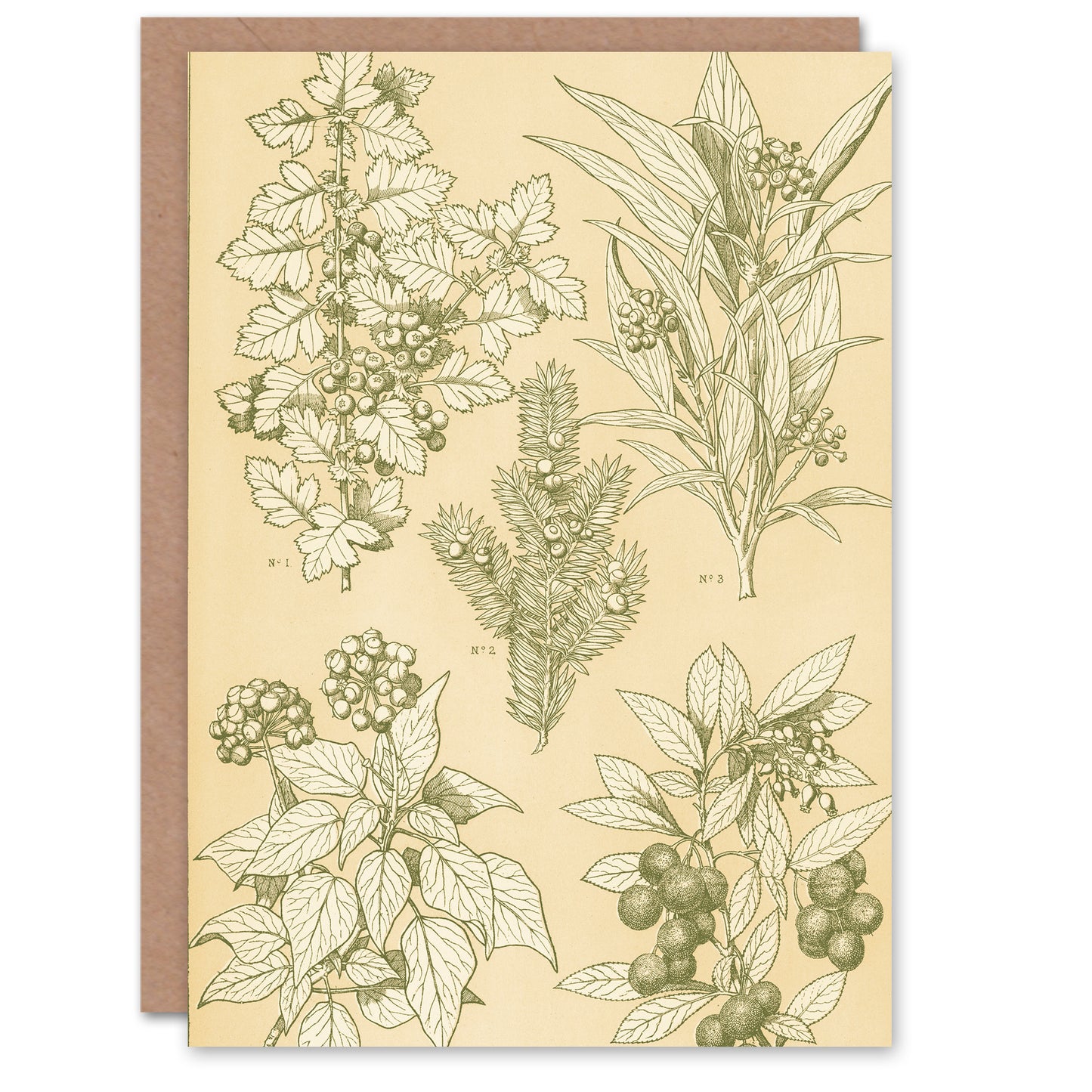 Owen Jones Art Card Leaves From Nature No 7 Vintage Botanical