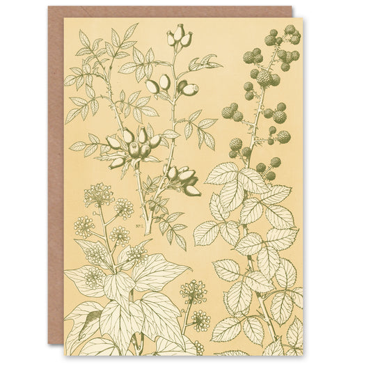 Owen Jones Art Card Wild Rose Ivy Blackberry Vintage Botanical