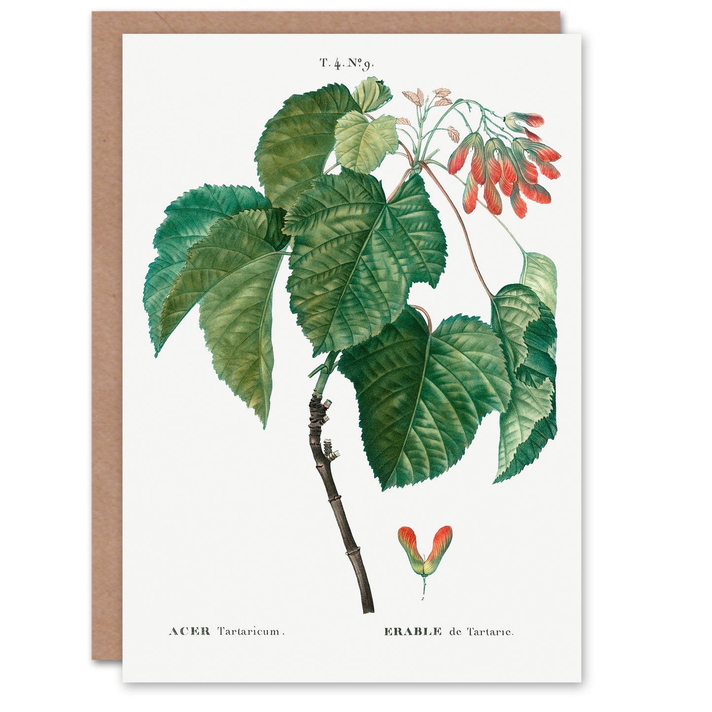 Pierre-Joseph Redouté Art Card Acer Tataricum Vintage Botanical