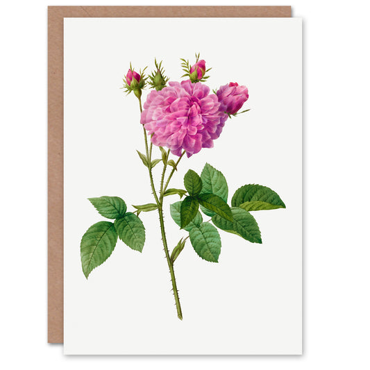 Pierre-Joseph Redouté Art Card Agatha Rose Vintage Floral