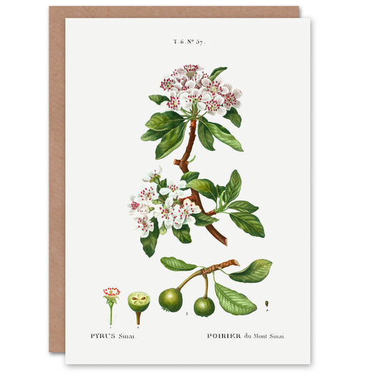 Pierre-Joseph Redouté Art Card Almond Leaved Pear Tree