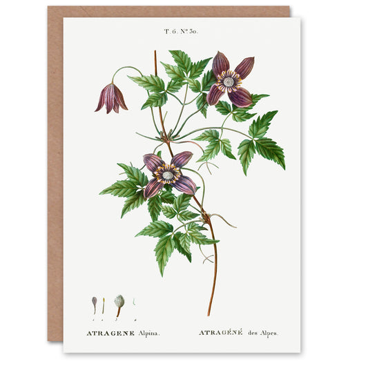 Pierre-Joseph Redouté Art Card Alpine Clematis Flower