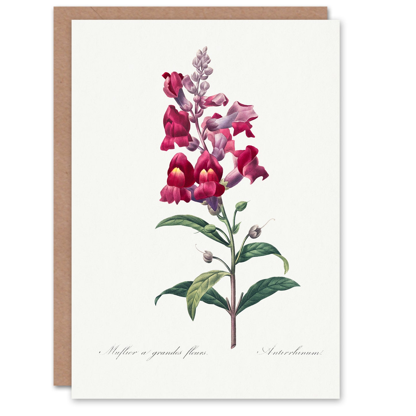 Pierre-Joseph Redouté Art Card Antirrhinum Dragon Flowers