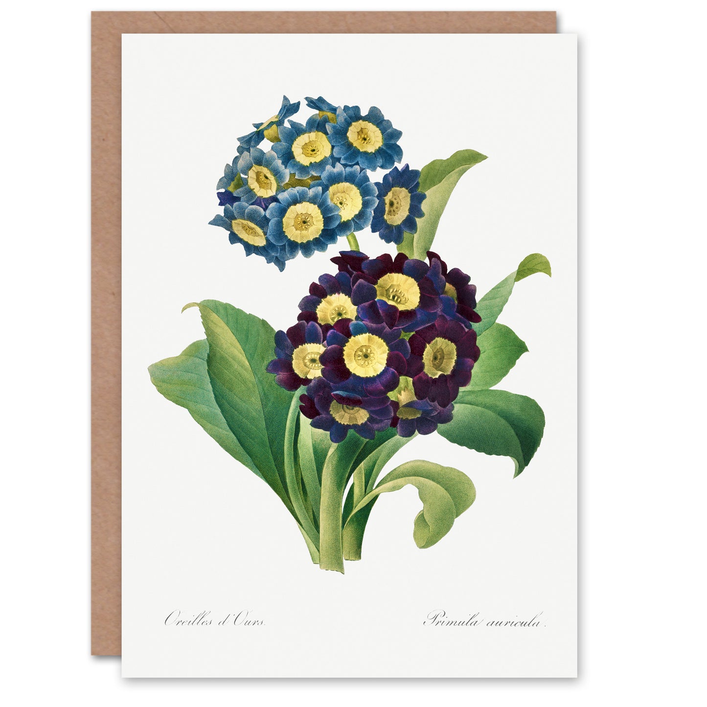 Pierre-Joseph Redouté Art Card Vintage Floral Primula Auricula