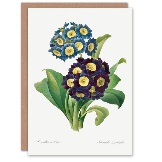 Pierre-Joseph Redouté Art Card Vintage Floral Primula Auricula