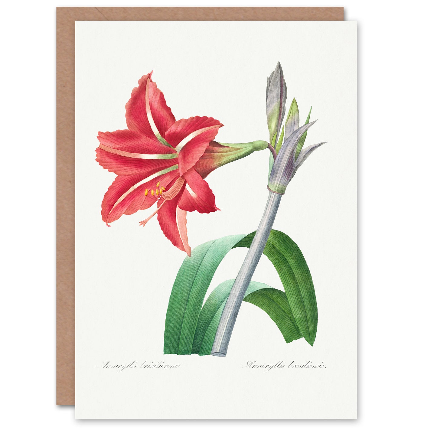 Pierre-Joseph Redouté Art Card Brazilian Amaryllis Flower
