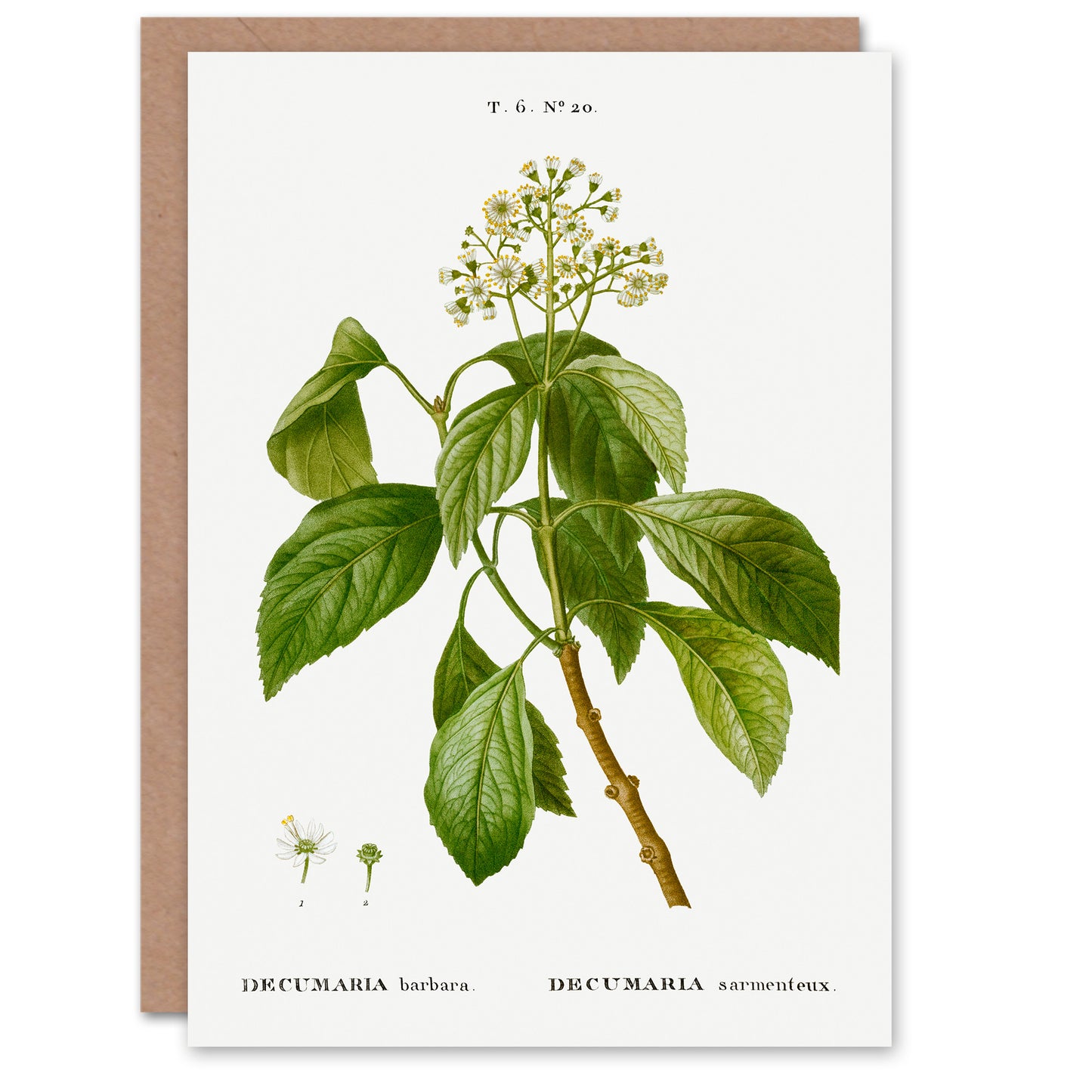 Pierre-Joseph Redouté Art Card Climbing Hydrangea Flowers