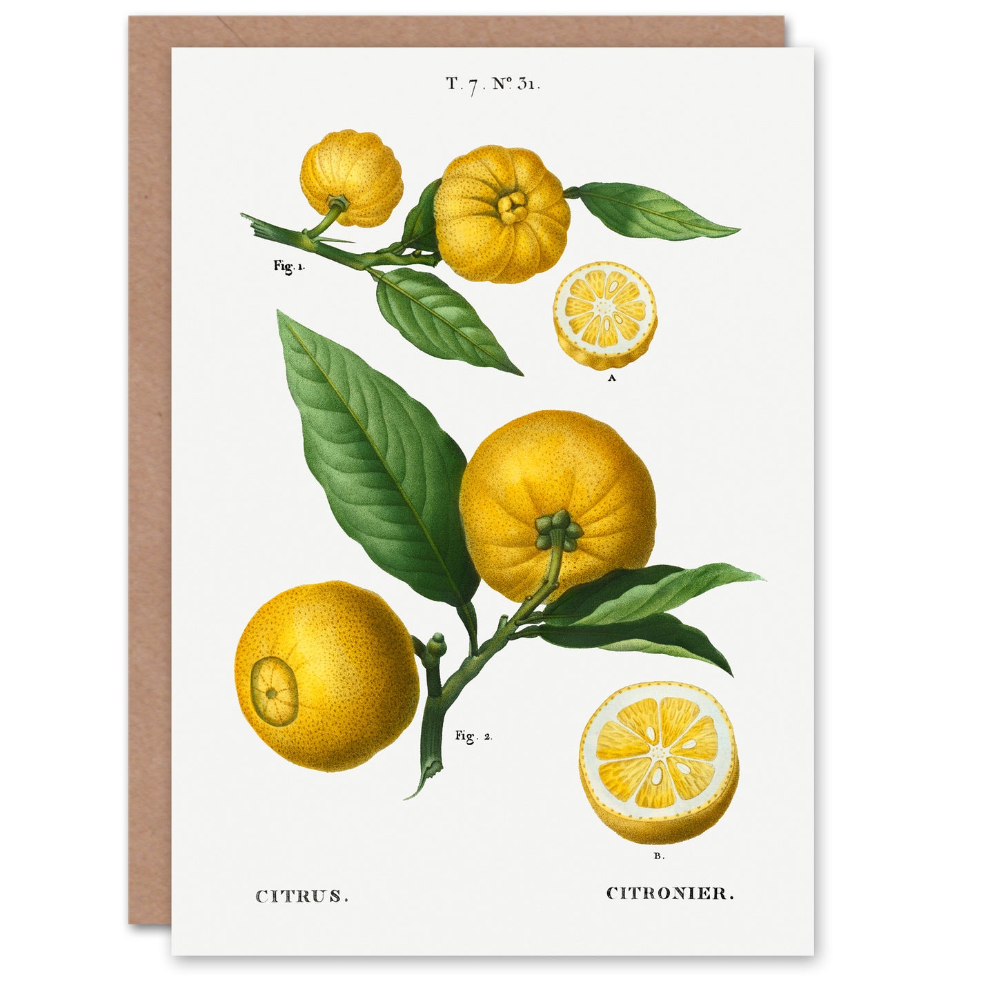 Pierre-Joseph Redouté Art Card Clusters of Citrus Fruit
