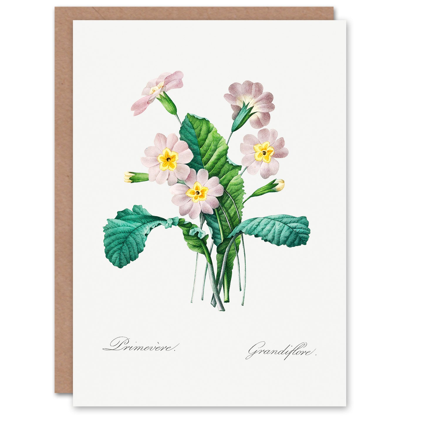 Pierre-Joseph Redouté Art Card Primrose Vintage Floral Illustration