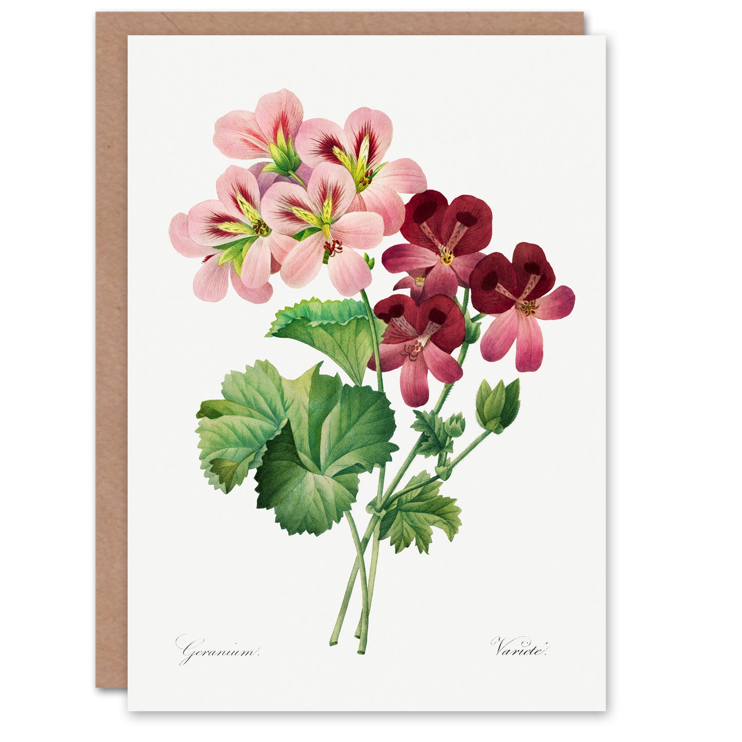 Pierre-Joseph Redouté Art Card Vintage Geranium Flowers Illustration