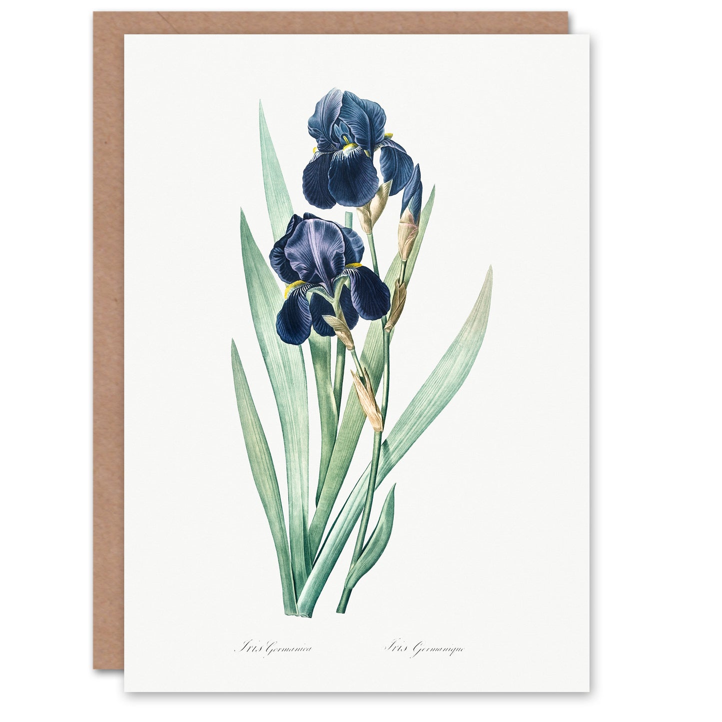 Pierre-Joseph Redouté Art Card Bearded Iris Vintage Botanical