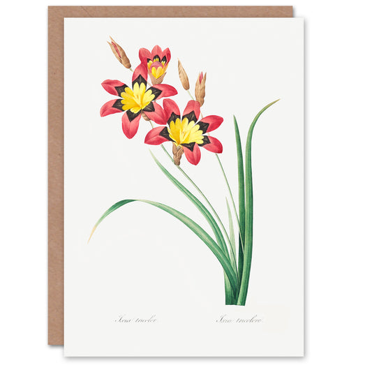Pierre-Joseph Redouté Art Card Harlequin Flowers Vintage Floral Illustration