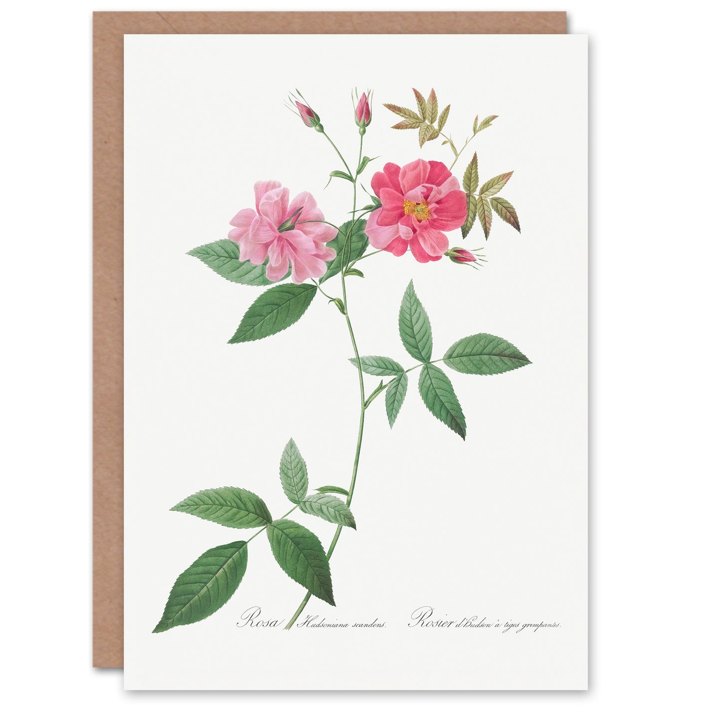 Pierre-Joseph Redouté Art Card Hudson Rosehip Vintage Botanical Illustration