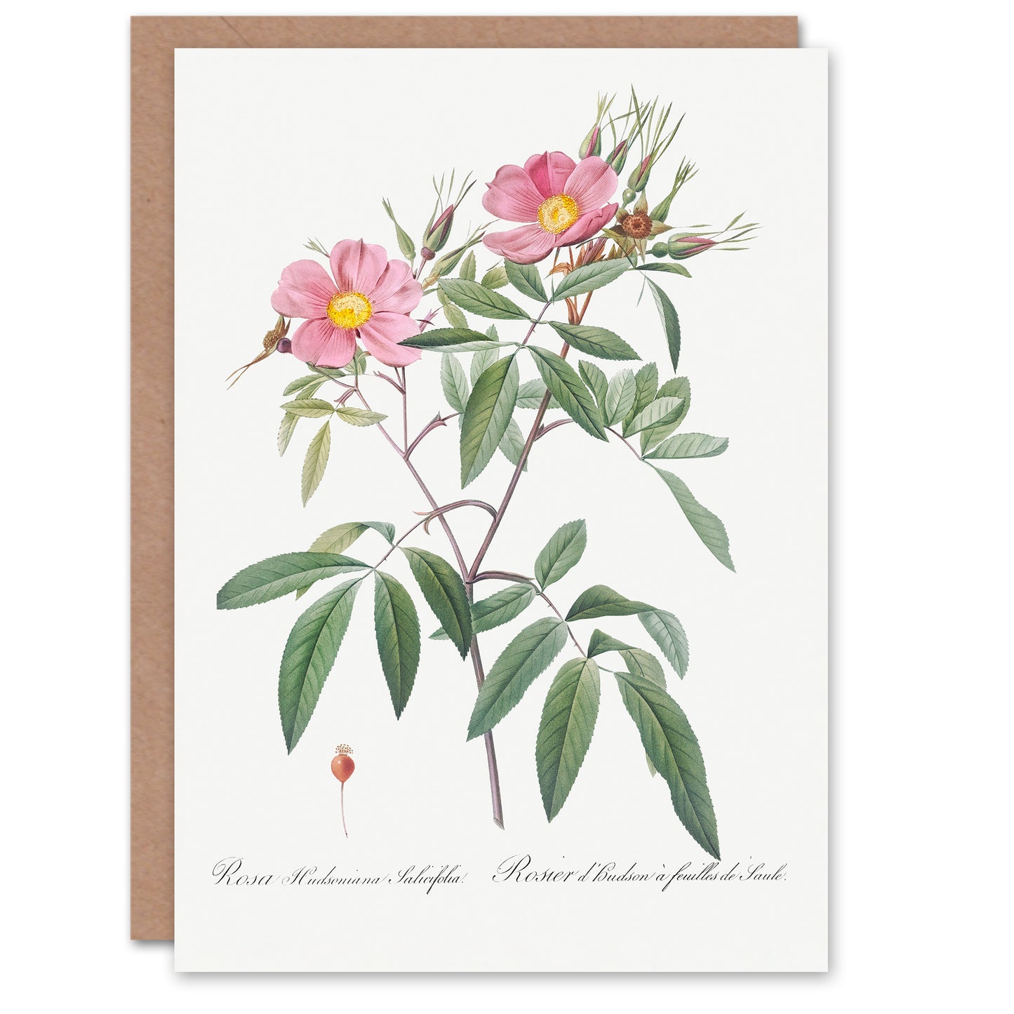 Pierre-Joseph Redouté Art Card Hudson Swamp Rose Flowers