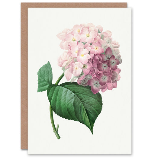 Pierre-Joseph Redouté Art Card Hydrangea Vintage Botanical Illustration