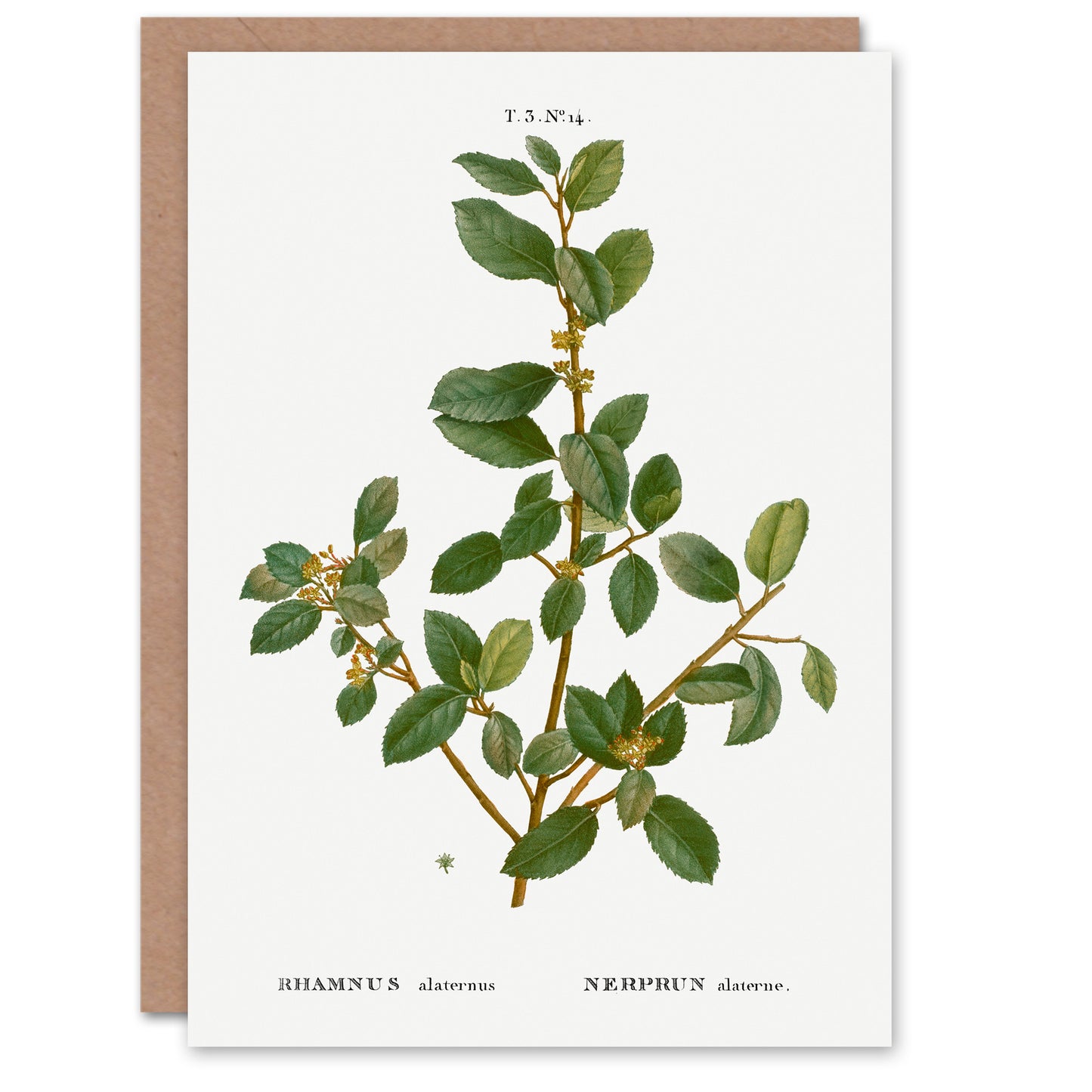 Pierre-Joseph Redouté Art Card Italian Buckthorn Vintage Botanical