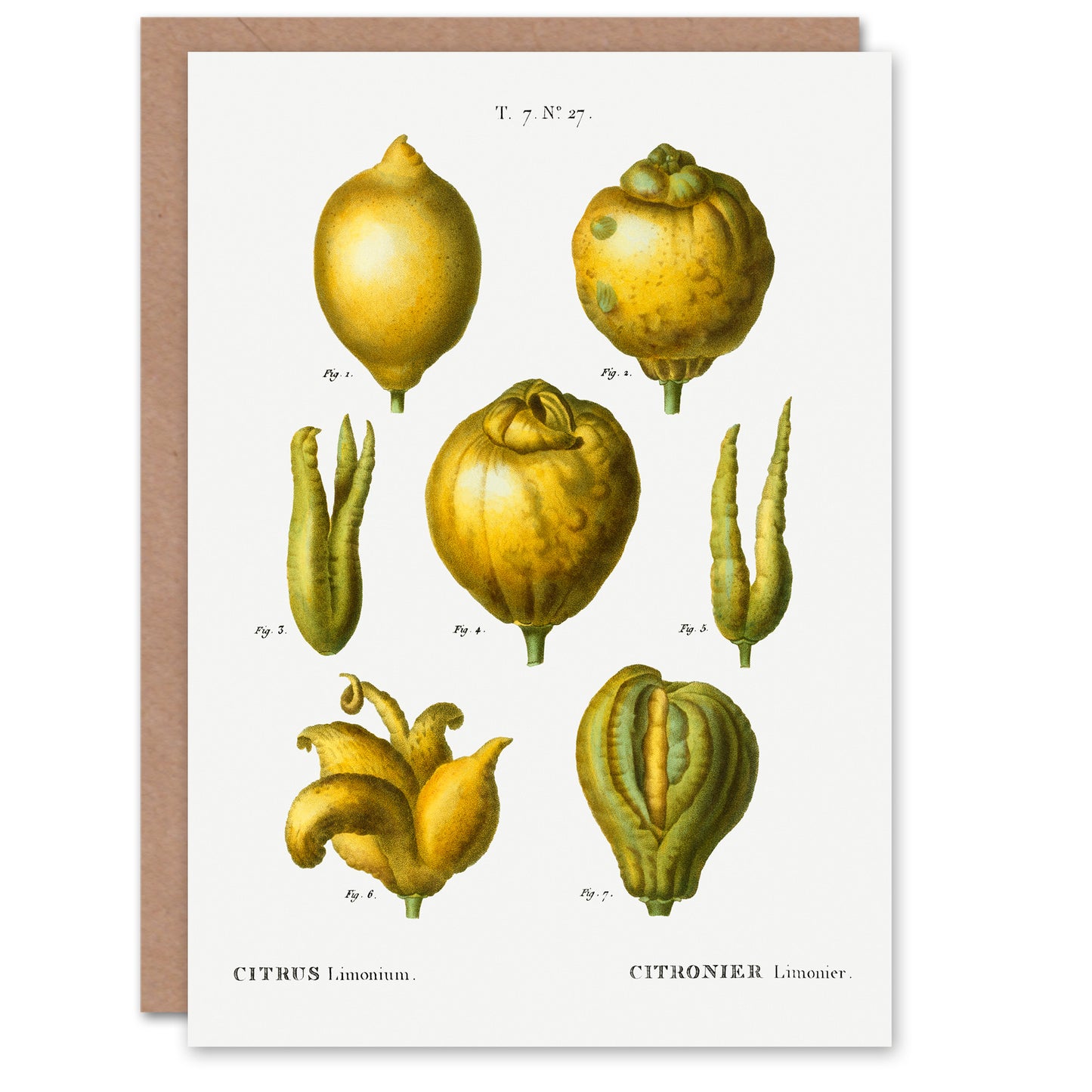 Pierre-Joseph Redouté Art Card Lemon Citrus Fruit Vintage Illustration