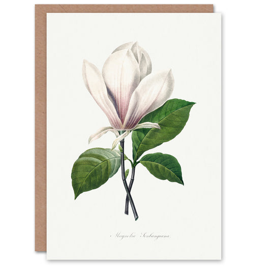 Pierre-Joseph Redouté Art Card Saucer Magnolia Flower