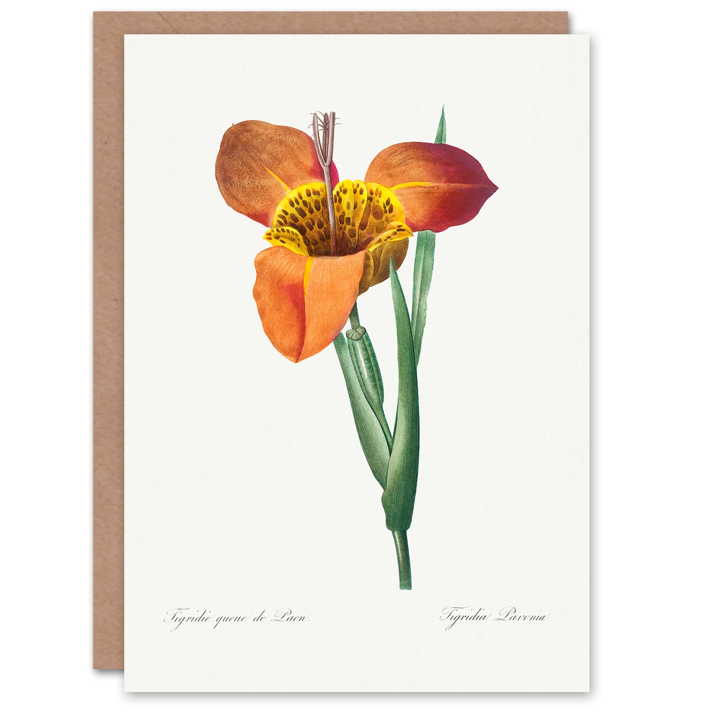 Pierre-Joseph Redouté Art Card Tiger Flower Vintage Botanical Illustration