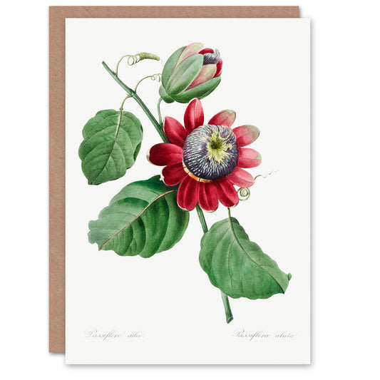 Pierre-Joseph Redouté Art Card Vintage Passion Flower Illustration